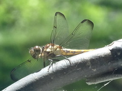 Libellula incesta