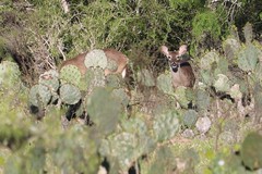 Odocoileus virginianus texanus