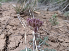 Vesper constancei