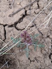 Vesper constancei