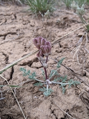 Vesper constancei