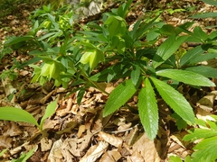 Helleborus viridis