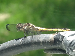 Libellula incesta