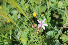 Erodium