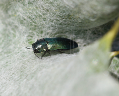 Meliboeus amethystinus