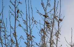 Coccothraustes coccothraustes