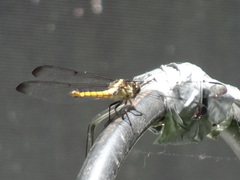 Libellula incesta