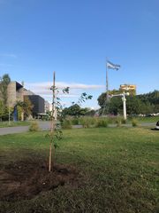 Terminalia australis