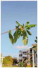 Terminalia australis