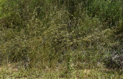 Themeda quadrivalvis