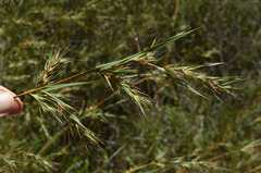 Themeda quadrivalvis