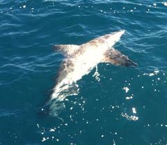 Carcharhinus plumbeus