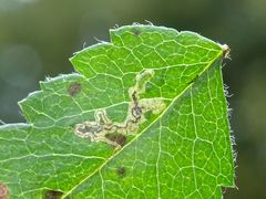Stigmella magdalenae