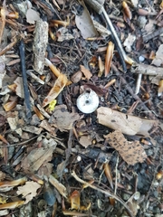 Helicodonta obvoluta