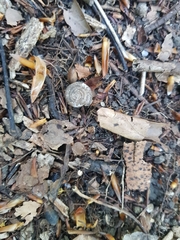 Helicodonta obvoluta