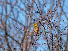 Emberiza citrinella