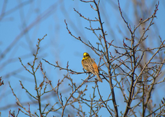 Emberiza citrinella