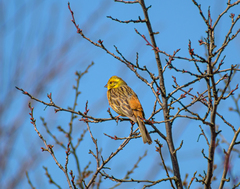 Emberiza citrinella