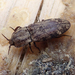 Short-horned Click Beetle - Photo (c) Will Richardson, some rights reserved (CC BY-NC), uploaded by Will Richardson