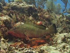 Epinephelus guttatus