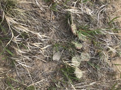Opuntia cymochila