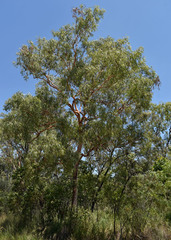 Corymbia ellipsoidea