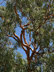Corymbia ellipsoidea