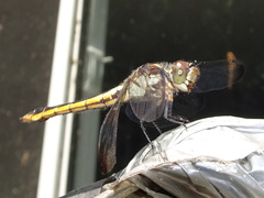 Libellula incesta