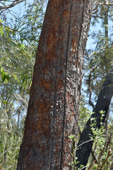 Corymbia ellipsoidea