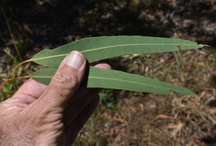 Corymbia ellipsoidea