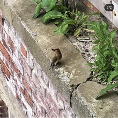 Bombycilla cedrorum
