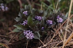 Physochlaina physaloides