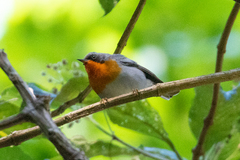 Oreothlypis gutturalis