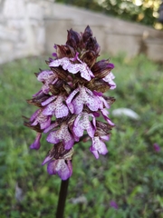 Orchis purpurea