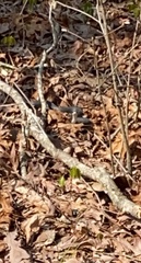 Coluber constrictor