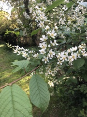 Prunus padus
