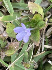 Ruellia blechum image