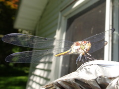 Libellula incesta
