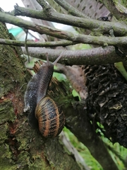Cornu aspersum