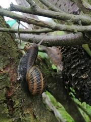 Cornu aspersum