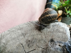 Cornu aspersum