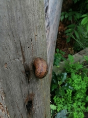 Cornu aspersum
