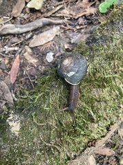 Monadenia infumata