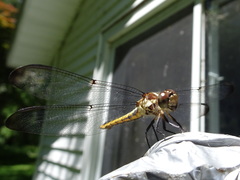 Libellula incesta