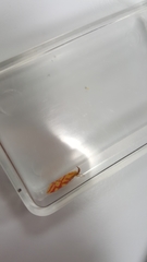 Hypercallia citrinalis