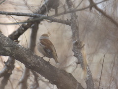 Coccothraustes coccothraustes