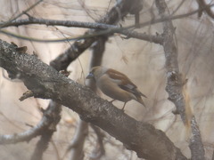 Coccothraustes coccothraustes