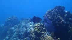 Balistes vetula