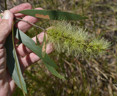 Melaleuca viridiflora attenuata