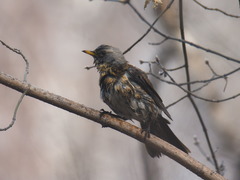 Turdus pilaris